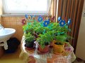 DSC00418