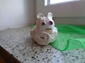 DSC00850
