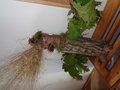 DSC08391