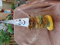 DSC08398